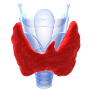 Щитовидная железа красного цвета